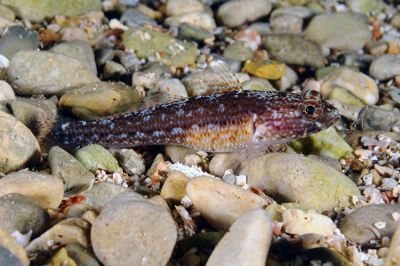 Gobius fallax by night